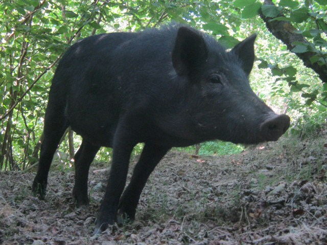 Maiale nero